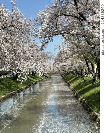 五條川櫻花盛開的景色 114286240