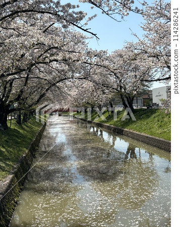 Scenery of Gojo River with cherry blossoms in full bloom 114286241
