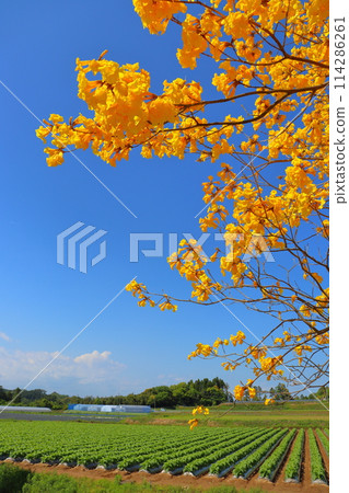 Ipe tree, yellow flowers, cultivated land, blue sky Ipe tree, yellow flowers, cultivated land, blue sky 114286261