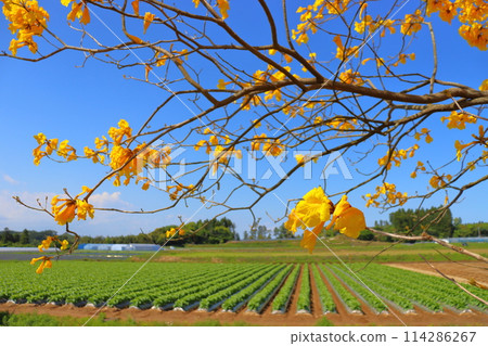 Ipe tree, yellow flowers, cultivated land, blue sky 114286267