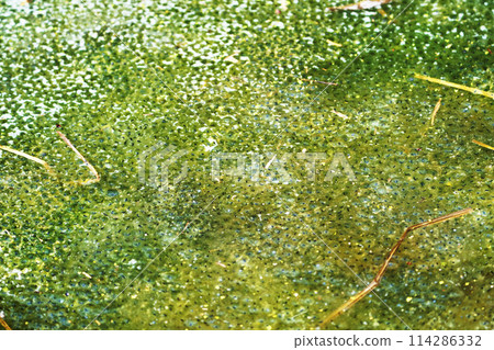 Frog egg Frog egg 114286332