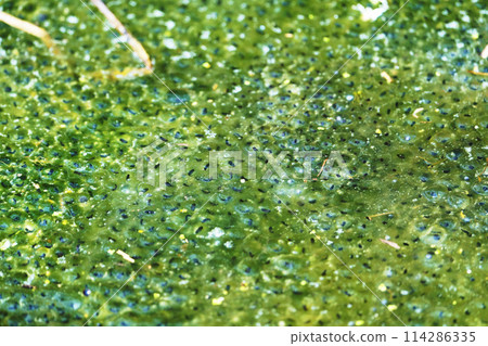 Frog egg Frog egg 114286335