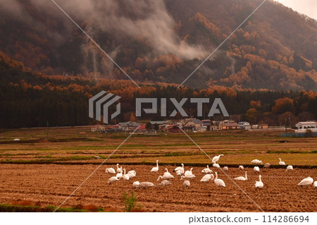 豬苗代的天鵝 豬苗代的天鵝 114286694