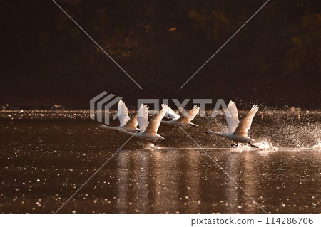 Swan in Oike Swan in Oike 114286706