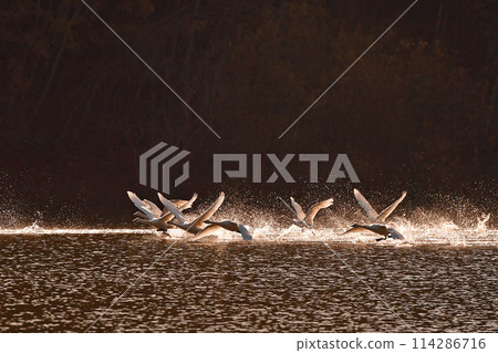 Swan in Oike 114286716