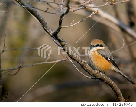 伯勞複製空間棲息在樹枝上 114286746