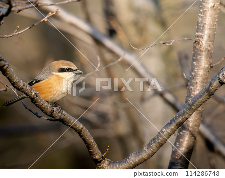伯勞複製空間棲息在樹枝上 114286748
