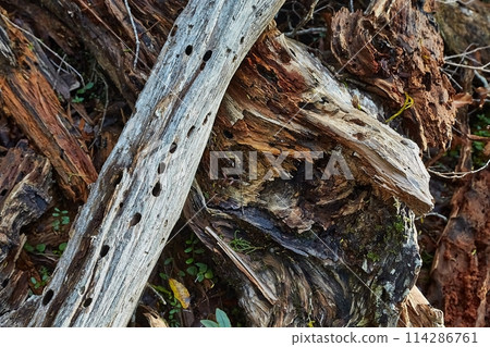 Dead tree parts, branches in the forest Dead tree parts, branches in the forest 114286761