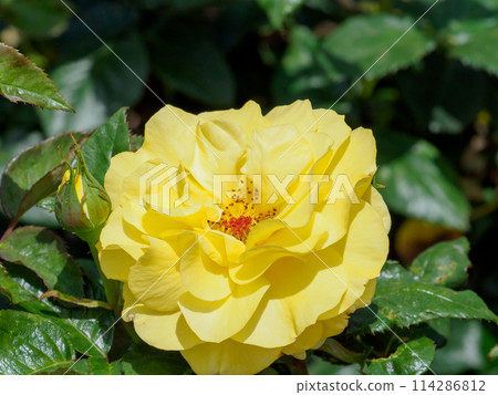 Roses in the Rose Park 114286812