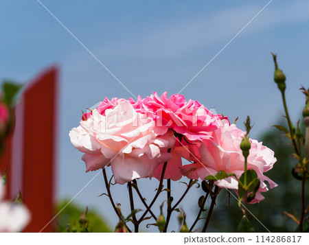 玫瑰公園裡的玫瑰花 玫瑰公園裡的玫瑰花 114286817