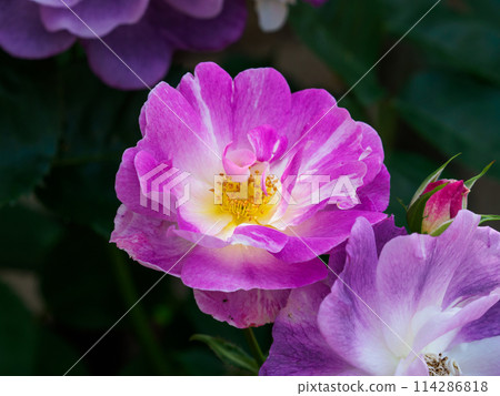 玫瑰公園裡的玫瑰花 114286818