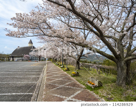 Green Hill Gohara where cherry blossoms bloom 114286929