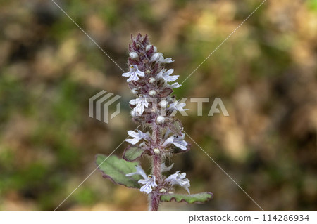 Flower of Jeunichtoe 114286934