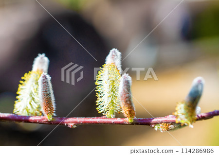 Flowers around the house, various in the four seasons, pussy willows shining in the early spring morning sun 114286986