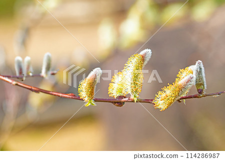 房子周圍的花朵 — 不同的季節 — 褪色柳在早春的早晨陽光下閃閃發光 114286987
