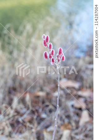 Flowers around the house, various in the four seasons, pussy willows shining in the early spring morning sun 114287004