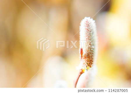 Flowers around the house, various in the four seasons, pussy willows shining in the early spring morning sun 114287005