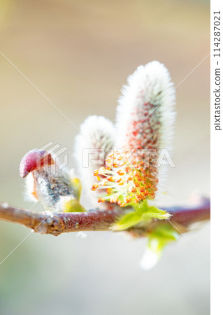 Flowers around the house, various in the four seasons, pussy willows shining in the early spring morning sun 114287021