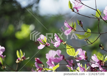 Mitsuba azalea flower　 114287100