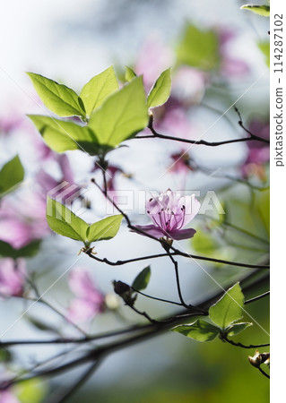 Mitsuba azalea flower Mitsuba azalea flower 114287102