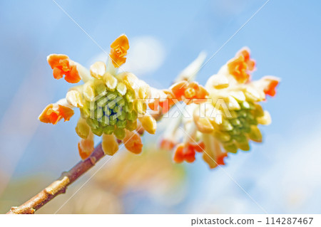 房子周圍的花朵隨著四個季節的變化而變化。 房子周圍的花朵隨著四個季節的變化而變化。 114287467