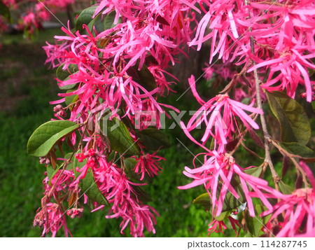 紅花Tokiwamansaku 紅花Tokiwamansaku 114287745
