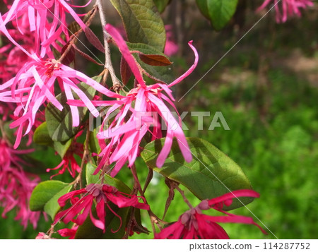Safflower Tokiwamansaku 114287752