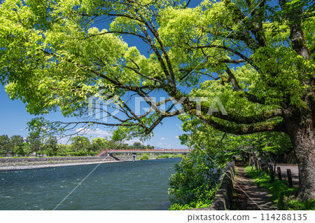 新綠色的宇治川風景 京都府宇治市 新綠色的宇治川風景 京都府宇治市 114288135