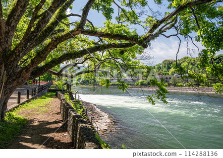 Fresh greenery of the Uji River in Uji, Kyoto Prefecture Fresh greenery of the Uji River in Uji, Kyoto Prefecture 114288136