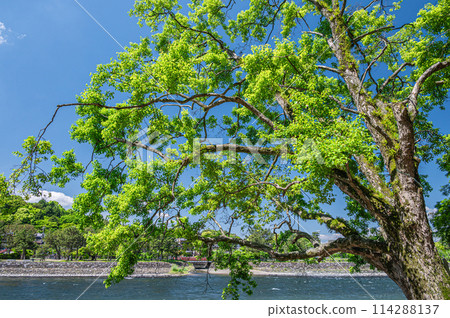 Fresh greenery of the Uji River in Uji, Kyoto Prefecture Fresh greenery of the Uji River in Uji, Kyoto Prefecture 114288137