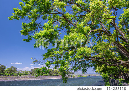 Fresh greenery of the Uji River in Uji, Kyoto Prefecture 114288138
