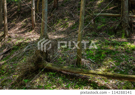 京都府宇治市，陽光透過樹林，鬱鬱蔥蔥的綠色森林 114288141