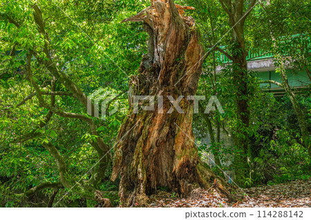 A large, decaying tree in the forest, Uji, Kyoto Prefecture A large, decaying tree in the forest, Uji, Kyoto Prefecture 114288142
