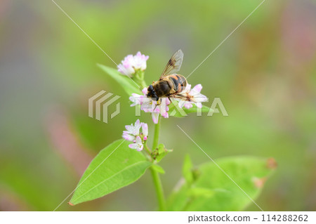 Hanabe吮吸花蜜 114288262