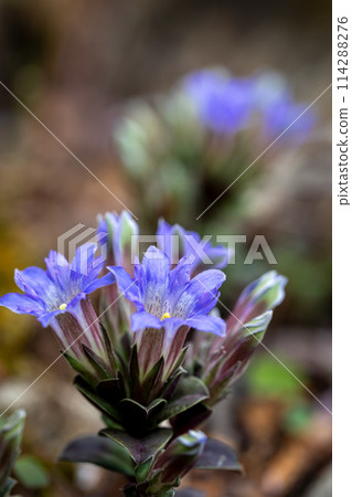 Fuderindo (Brushed Gentian) Photographed in Gero City, Gifu Prefecture Fuderindo (Brushed Gentian) Photographed in Gero City, Gifu Prefecture 114288276