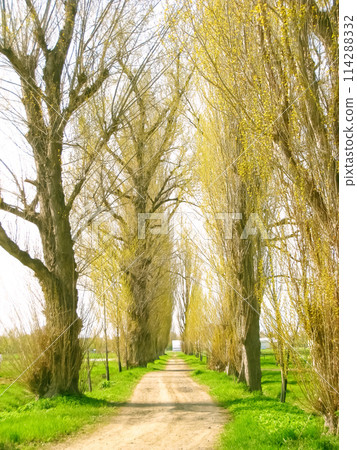 Hokkaido University's poplar trees 114288332