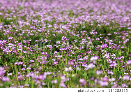 黃芪花園 114288355