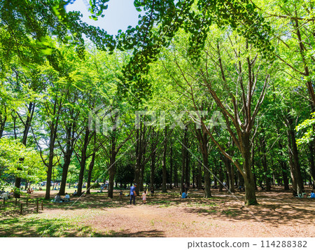 2024 年代代木公園黃金周，新鮮的綠色植物和透過樹葉的陽光 114288382