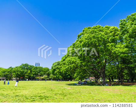 藍天綠意的代代木公園 2024 黃金周 藍天綠意的代代木公園 2024 黃金周 114288581