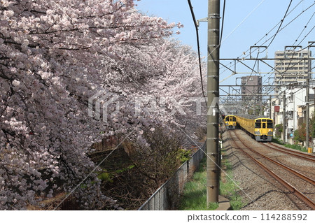 Seibu Shinjuku Line 2000 series train running along the cherry blossom line of Shakujii River in spring (Nerima, Tokyo) 114288592