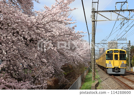 Seibu Shinjuku Line 2000 series train running along the cherry blossom line of Shakujii River in spring (Nerima, Tokyo) 114288600