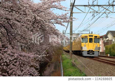 春天，西武新宿線老2000系列車沿著石神井川櫻花樹行駛（東京都練馬區） 114288605
