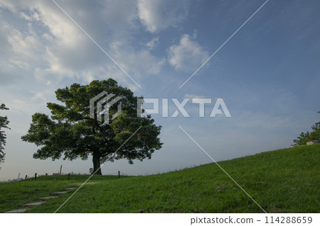 Shimizugaoka Park Before dawn Shimizugaoka, Minami Ward, Yokohama City, Kanagawa Prefecture 114288659