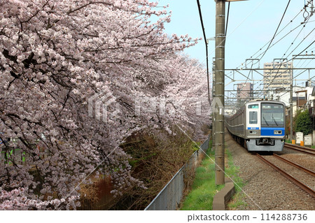 西武新宿線 6000 系列列車沿著石神井川春天的櫻花樹（東京都練馬區） 114288736