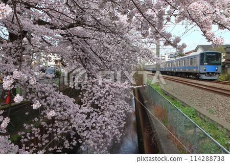 春天,西武新宿線20000系列列車沿著石神井川沿岸的櫻花樹行駛(東京都練馬區) 春天,西武新宿線20000系列列車沿著石神井川沿岸的櫻花樹行駛(東京都練馬區) 114288738