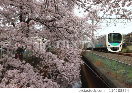 Seibu Shinjuku Line 30000 series train running along the cherry blossom line of Shakujii River in spring (Nerima, Tokyo) Seibu Shinjuku Line 30000 series train running along the cherry blossom line of Shakujii River in spring (Nerima, Tokyo) 114288824
