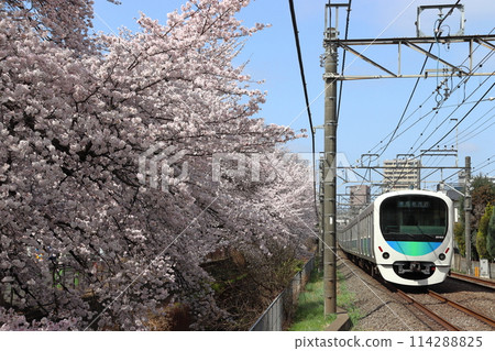 Seibu Shinjuku Line 30000 series train running along the cherry blossom line of Shakujii River in spring (Nerima, Tokyo) Seibu Shinjuku Line 30000 series train running along the cherry blossom line of Shakujii River in spring (Nerima, Tokyo) 114288825