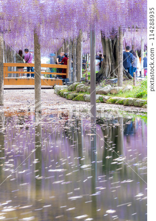 Wisteria trellis and flower rafts at Tennogawa Park, Tsushima City, Aichi Prefecture Wisteria trellis and flower rafts at Tennogawa Park, Tsushima City, Aichi Prefecture 114288935
