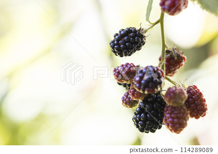 富有成效的黑莓 114289089