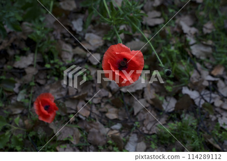 紅罌粟花 114289112